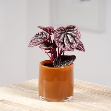 Peperomia caperata Luna - Radiator plant