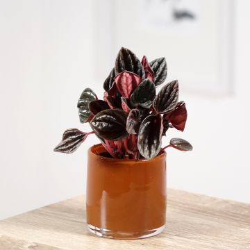 Peperomia caperata Montevideo - Emerald ripple pepper