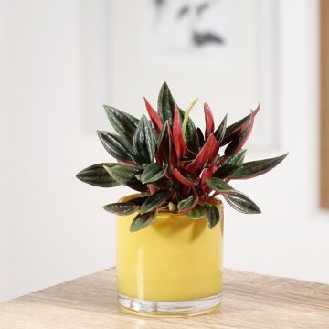 Peperomia caperata Eden Rosso - Radiator plant