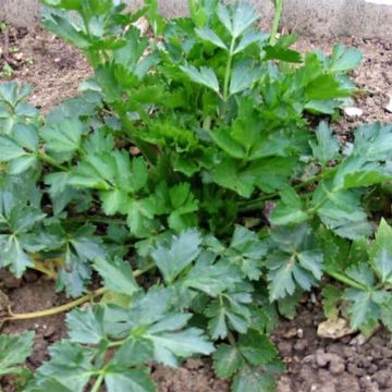 Organic Per-Cel - Parsley Celery