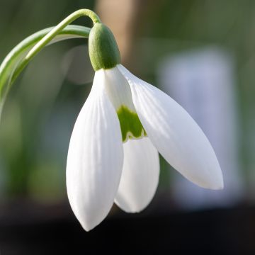 Galanthus elwesii 