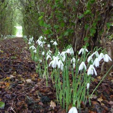 Galanthus reginae-olgae 