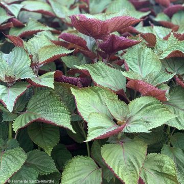 Perilla frutescens -Shiso or Bicolour Koren Perilla