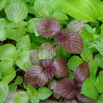 Perilla frutescens - Green Shiso (Tia To)