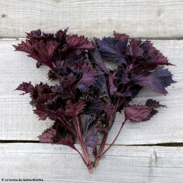 Perilla frutescens - Shiso, or Red Perilla