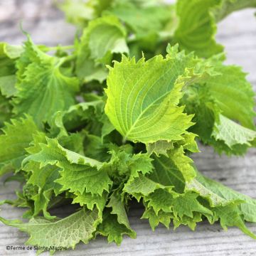 Perilla frutescens -Shiso or Green Perilla