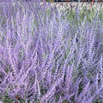 Perovskia atriplicifolia Blue Steel - Russian Sage