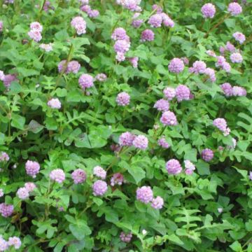 Persicaria runcinata Needhams Form - Knotweed