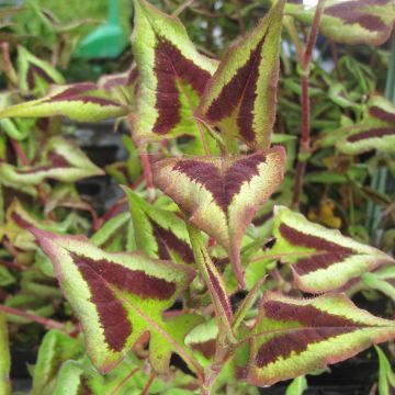 Persicaria runcinata Purple Fantasy - Knotweed