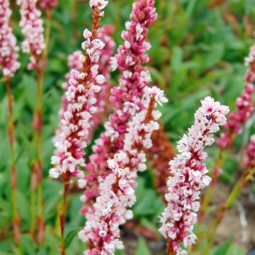 Persicaria affinis Superba