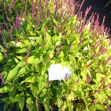 Renouée - Persicaria amplexicaulis Golden Arrow