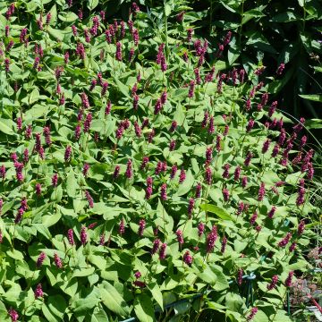 Persicaria amplexicaulis Inverleith - Mountain Fleece