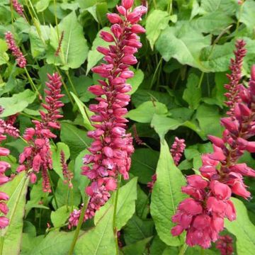 Persicaria amplexicaulis JS Caliente - Mountain Fleece