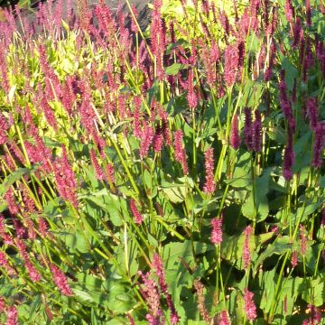 Persicaria amplexicaulis JS Delgado Macho - Mountain Fleece