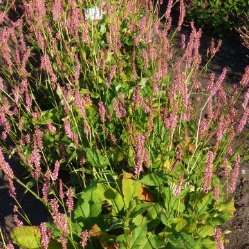 Persicaria amplexicaulis Jo and Guidos Form - Mountain Fleece