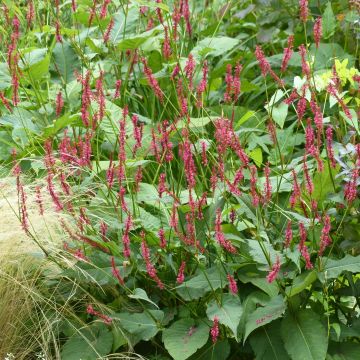 Persicaria amplexicaulis 'Speciosa' - Knotweed