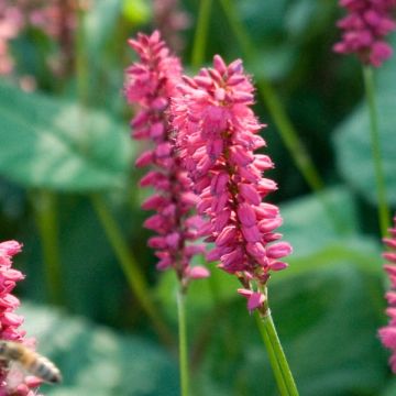 Renouée - Persicaria amplexicaulis Taurus