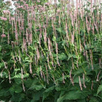 Persicaria amplexicaulis Rosea - Mountain Fleece