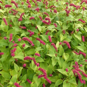 Persicaria amplexicaulis var. pendula - Mountain Fleece