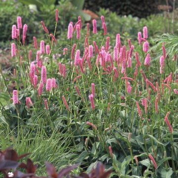 Persicaria bistorta Hohe Tatra - Bistort