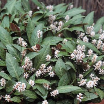 Persicaria tenuicaulis - Slender Bistort