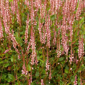 Persicaria vacciniifolia - Knotweed