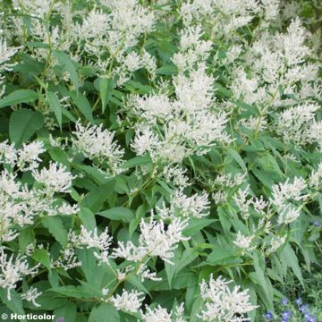 Persicaria weyrichii - Knotweed