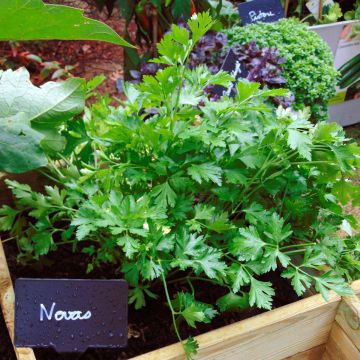 Parsley Giant of Italy Novas - Vilmorin Seeds