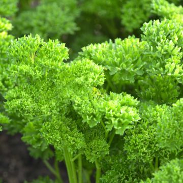 Curly Parsley Grüne Perle