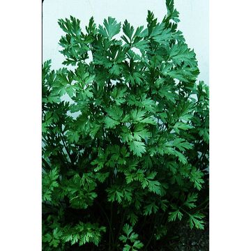 Common Parsley