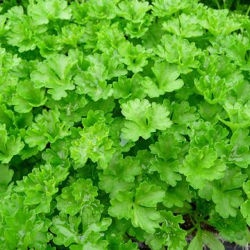 Flat-Leaved Parsley Amsterdam