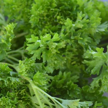 Curly Parsley Bravour