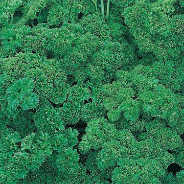 Curly Parsley