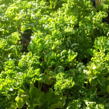 Dark green curly parsley Organic