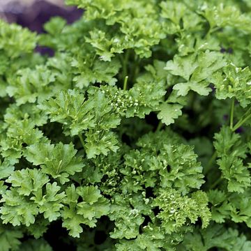 Dark green curly parsley - organic plant