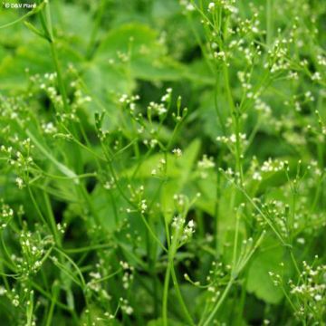 Mitsuba ,Japanese Parsley - Cryptotaenia japonica