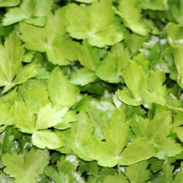 Organic Mitsuba ,Japanese Parsley - Cryptotaenia japonica