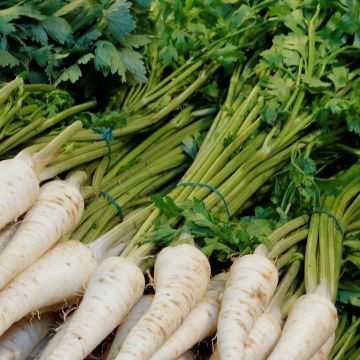 Hamburg Parsley Pietruzska - Turnip-rooted Parsley