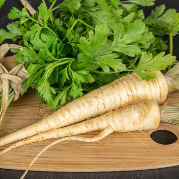 Hamburg Parsley - Turnip-rooted Parsley