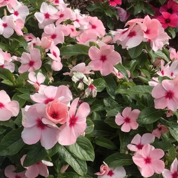 Catharanthus roseus Titan F1 Apricot - Madagascar periwinkle