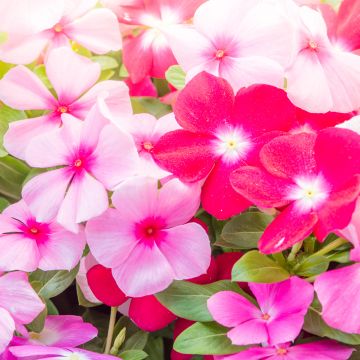 Madagascar Periwinkle Mediterranean XP Mix - Catharanthus roseus