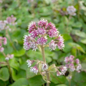 Petasites fragrans 