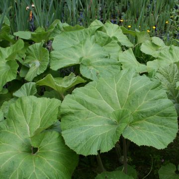 Petasites japonicus Giganteus - Pétasite japonaise Giganteus