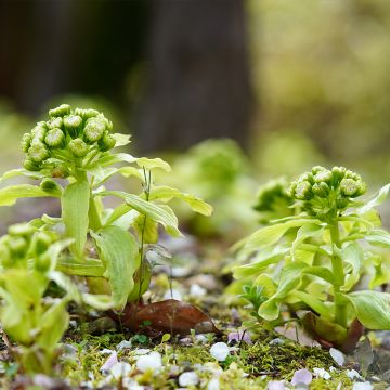 Petasites japonicus 