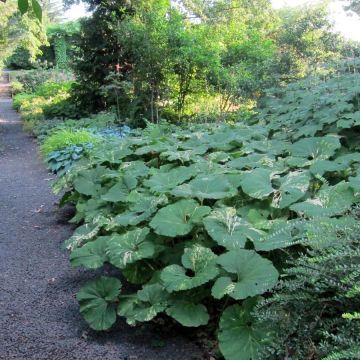 Petasites japonicus Variegatus - Pétasite japonaise Variegatus