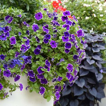 Petunia Surfinia Blue Picotee