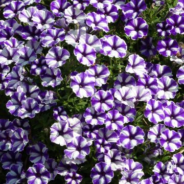 Petunia Blueberry Star