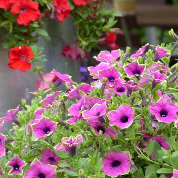 Petunia Designer Buzz Purple