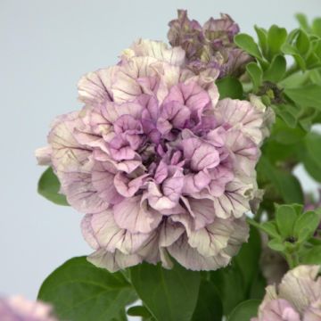 Petunia Million Bells Lavender Vein-