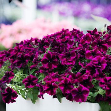 Petunia Crazytunia Cosmic Purple